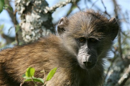 simsearch:400-05243538,k - Baboon - Serengeti Wildlife Conservation Area, Safari, Tanzania, East Africa Stock Photo - Budget Royalty-Free & Subscription, Code: 400-05243540