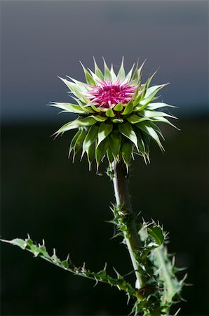 simsearch:400-04545260,k - Very nice lit purple thistle at dawn Stock Photo - Budget Royalty-Free & Subscription, Code: 400-05243575