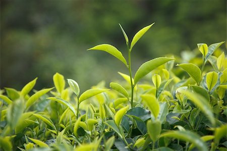 Tea bud and leaves. Tea plantations, Kerala, India Stock Photo - Budget Royalty-Free & Subscription, Code: 400-05243674