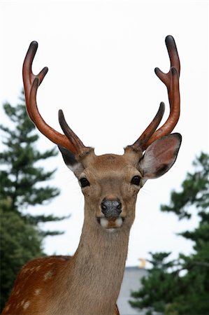 deer antlers close up - Stag Deer, Japan Stock Photo - Budget Royalty-Free & Subscription, Code: 400-05243678