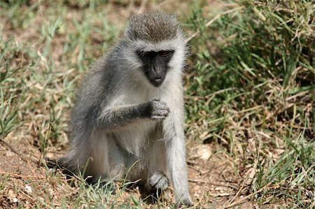 simsearch:400-06086490,k - Vervet Monkey - Serengeti Wildlife Conservation Area, Safari, Tanzania, East Africa Stock Photo - Budget Royalty-Free & Subscription, Code: 400-05243685