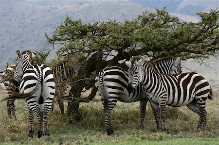 Serengeti Wildlife Conservation Area, Safari, Tanzania, East Africa Stock Photo - Budget Royalty-Free & Subscription, Code: 400-05243680