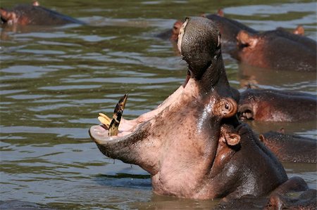 simsearch:400-06769146,k - Hippos - Serengeti Wildlife Conservation Area, Safari, Tanzania, East Africa Stock Photo - Budget Royalty-Free & Subscription, Code: 400-05243703