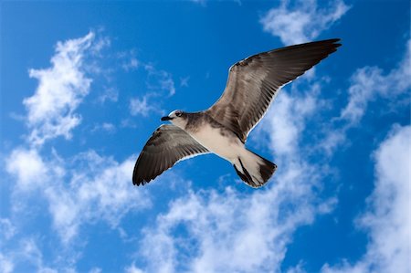 dimol (artist) - Seagull flying in the air Stock Photo - Budget Royalty-Free & Subscription, Code: 400-05243819