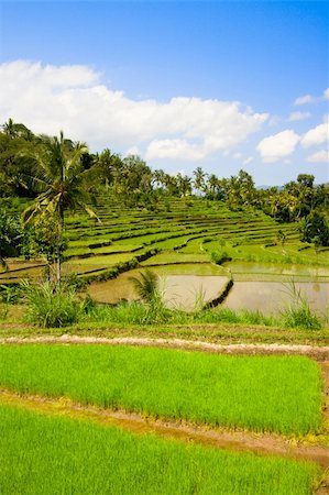 Green rice terraces on Bali island Stock Photo - Budget Royalty-Free & Subscription, Code: 400-05243831