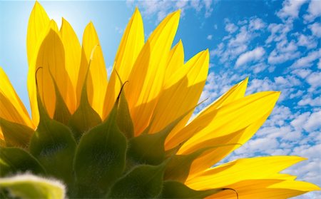 simsearch:400-07036242,k - The back of the sunflower with petals of the blue sky Photographie de stock - Aubaine LD & Abonnement, Code: 400-05243900