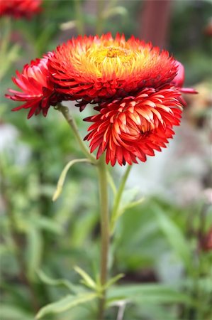 strawflower - Helychrysum - Immortelle. Everlasting flower. Strawflower Stock Photo - Budget Royalty-Free & Subscription, Code: 400-05243923