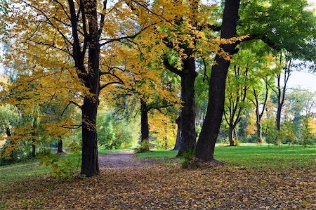 Golden tree foliage, pedestrian path, and falling leafs  in autumn city park Stock Photo - Budget Royalty-Free & Subscription, Code: 400-05243947