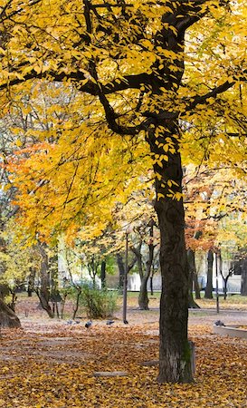 simsearch:400-07255480,k - Golden autumn city park Stock Photo - Budget Royalty-Free & Subscription, Code: 400-05243951