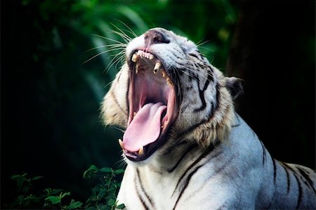 siberian wild animals - The white tiger yawns. Safari - park. Bali. Indonesia Stock Photo - Budget Royalty-Free & Subscription, Code: 400-05243977