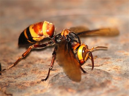 simsearch:400-05235027,k - wasp bee macro photo Stockbilder - Microstock & Abonnement, Bildnummer: 400-05254134