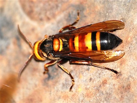 simsearch:400-04909471,k - wasp bee macro photo Photographie de stock - Aubaine LD & Abonnement, Code: 400-05254135