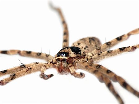 simsearch:640-02770439,k - giant spider isolated in white background Foto de stock - Super Valor sin royalties y Suscripción, Código: 400-05254136