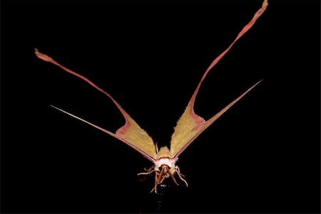 simsearch:400-05254138,k - moth long tail butterfly (Actias dubernardi) isolated in black background. Foto de stock - Royalty-Free Super Valor e Assinatura, Número: 400-05254137