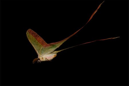 simsearch:400-08402802,k - moth long tail butterfly (Actias dubernardi) isolated in black background. Stockbilder - Microstock & Abonnement, Bildnummer: 400-05254138