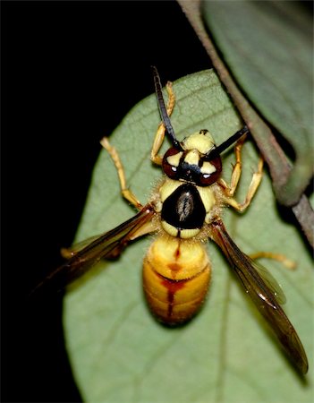 defun (artist) - wasp bee macro photo Fotografie stock - Microstock e Abbonamento, Codice: 400-05254133