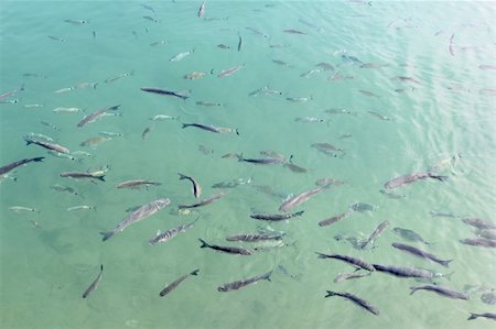 fishes mullet school in mediterranean port saltwater Stock Photo - Budget Royalty-Free & Subscription, Code: 400-05254279