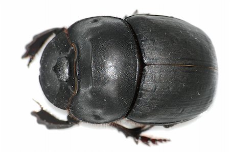 dung beetles feces - insect dung beetle isolated in white Stock Photo - Budget Royalty-Free & Subscription, Code: 400-05254307