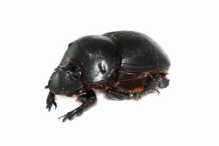 dung beetles feces - insect dung beetle isolated in white Stock Photo - Budget Royalty-Free & Subscription, Code: 400-05254308