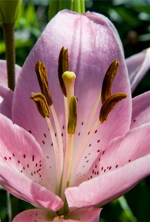 lily flower with stamens and pistil macro Foto de stock - Super Valor sin royalties y Suscripción, Código: 400-05254661