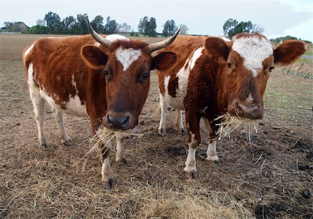 simsearch:400-07043437,k - Two Ayrshire Cows Eating Hay. The older cow shows the genetic Pixie Ear defect found only in Ayrshires Fotografie stock - Microstock e Abbonamento, Codice: 400-05255110