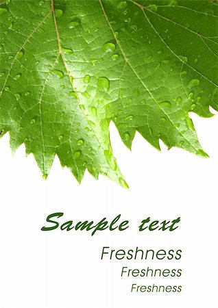 simsearch:400-04397952,k - Grape leaves with drops of rain. Template design card. Fotografie stock - Microstock e Abbonamento, Codice: 400-05255131