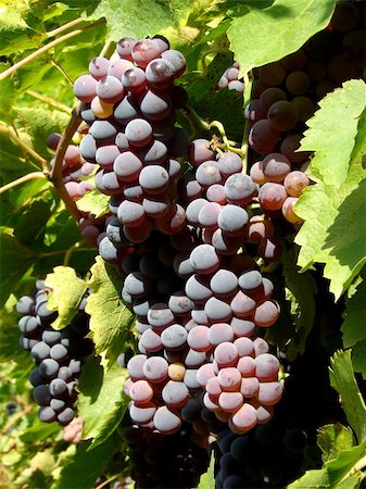 simsearch:859-03040238,k - growing grape clusters on the branches Foto de stock - Super Valor sin royalties y Suscripción, Código: 400-05255564