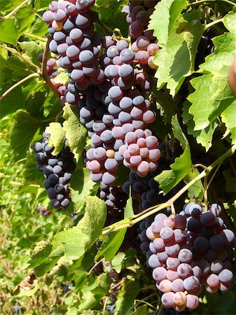 simsearch:625-00804551,k - growing grape clusters on the branches Stock Photo - Budget Royalty-Free & Subscription, Code: 400-05255566