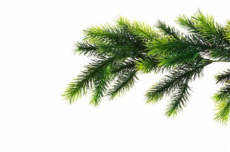 Close up of fir tree branch isolated on white Stock Photo - Budget Royalty-Free & Subscription, Code: 400-05255920