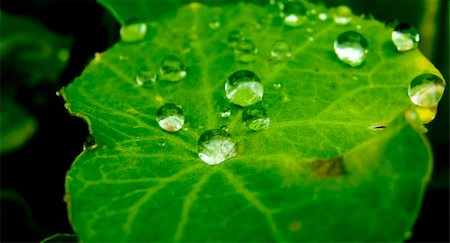 simsearch:400-04212257,k - Macro detail of water drops on green leaf Stock Photo - Budget Royalty-Free & Subscription, Code: 400-05256057