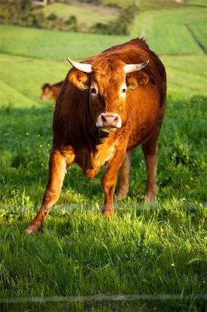 simsearch:400-04400961,k - some cows pasturing in green fields Stockbilder - Microstock & Abonnement, Bildnummer: 400-05256250