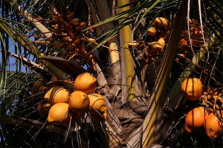 simsearch:400-05382337,k - King coconuts of various sizes growing on a palm tree Stock Photo - Budget Royalty-Free & Subscription, Code: 400-05256378