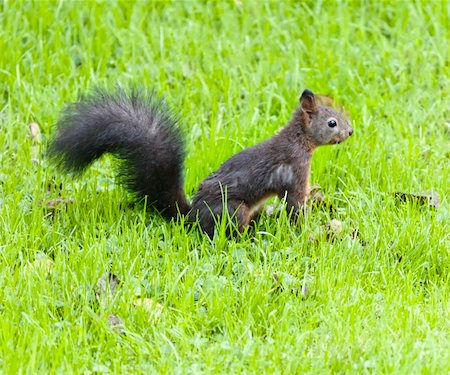 simsearch:400-03936928,k - An image of a young squirrel in the wet grass Fotografie stock - Microstock e Abbonamento, Codice: 400-05256632