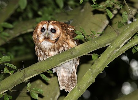 simsearch:400-05256715,k - Portrait of a Tawny Owl in woodland Stock Photo - Budget Royalty-Free & Subscription, Code: 400-05256714