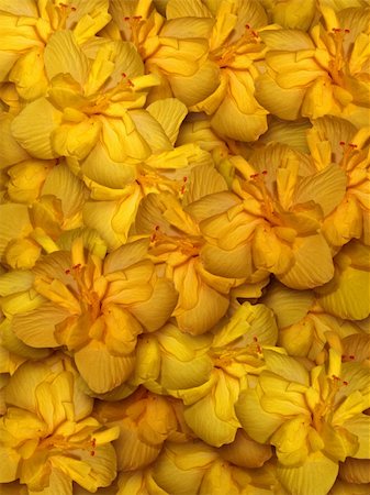 Yellow hibiscus flower background with text space Photographie de stock - Aubaine LD & Abonnement, Code: 400-05256864