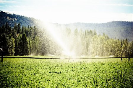 sprinkler not people - sprinklers fountain on the farm field Stock Photo - Budget Royalty-Free & Subscription, Code: 400-05256867