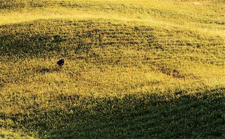 daylily - Agriculture scenery of farm and farmer under golden morning sunlight in Taiwan, Asia. Stock Photo - Budget Royalty-Free & Subscription, Code: 400-05257172