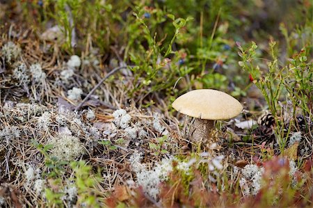 simsearch:649-07437090,k - Boletus mushroom among the moss and lichen Photographie de stock - Aubaine LD & Abonnement, Code: 400-05257439