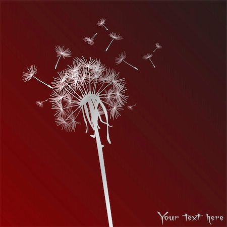 Dandelion on red background Stock Photo - Budget Royalty-Free & Subscription, Code: 400-05258381