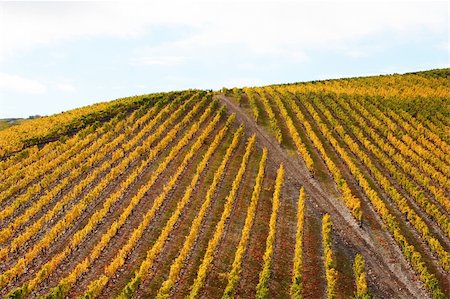 simsearch:400-04991371,k - Beautiful Vineyard Landscape Photographie de stock - Aubaine LD & Abonnement, Code: 400-05258507