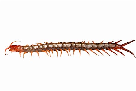 simsearch:400-04645267,k - poison animal centipede macro isolated on white background Stock Photo - Budget Royalty-Free & Subscription, Code: 400-05258589