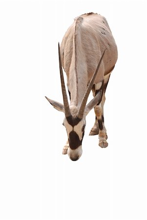 African oryx gemsbok, isolated on a white background Photographie de stock - Aubaine LD & Abonnement, Code: 400-05258597