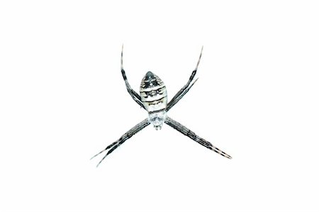 simsearch:400-04645267,k - spider isolated in white background Stock Photo - Budget Royalty-Free & Subscription, Code: 400-05258599