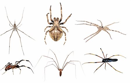 simsearch:400-04645267,k - spider  set collection isolated in white background Stock Photo - Budget Royalty-Free & Subscription, Code: 400-05258590