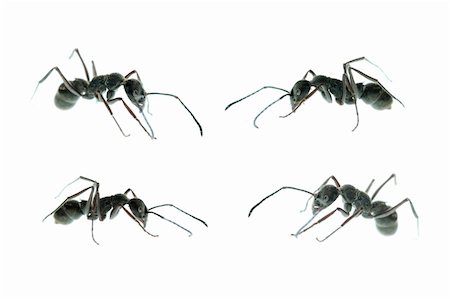 forest bug - ant side view set isolated on white Stock Photo - Budget Royalty-Free & Subscription, Code: 400-05258591