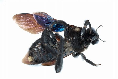 simsearch:400-05383771,k - insect bombus bee macro isolated Stockbilder - Microstock & Abonnement, Bildnummer: 400-05258605