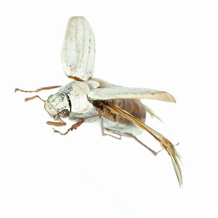 simsearch:400-05258669,k - flying scarab beetle isolated on white background Foto de stock - Super Valor sin royalties y Suscripción, Código: 400-05258606