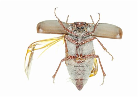 simsearch:400-05258669,k - flying scarab beetle isolated on white background Foto de stock - Super Valor sin royalties y Suscripción, Código: 400-05258607