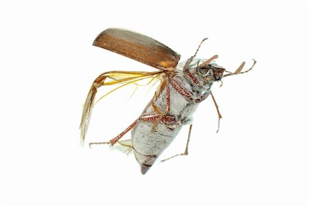 simsearch:400-05739088,k - flying scarab beetle isolated on white background Stockbilder - Microstock & Abonnement, Bildnummer: 400-05258608