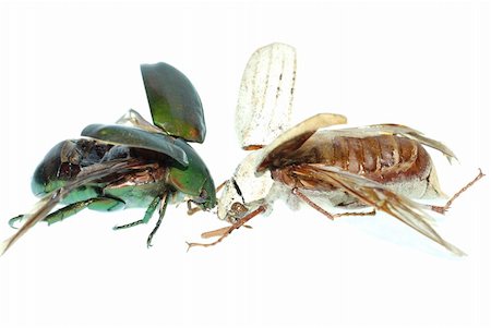 simsearch:400-05739088,k - two scarab beetle isolated on white background Stockbilder - Microstock & Abonnement, Bildnummer: 400-05258609